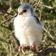 Falcon Pygmy 192