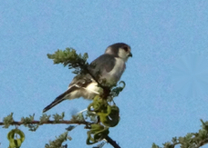 Falcon Pygmy male 1379