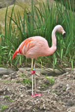 Chilean Flamingo 0930