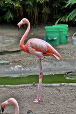 Chilean Flamingo 1631