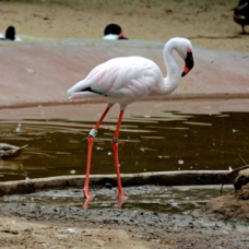 Lesser Flamingo 8831