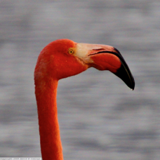 Greater Flamingo 6301