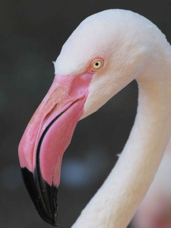 Greater Flamingo 0635