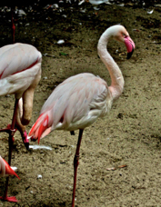 Greater Flamingo 7693