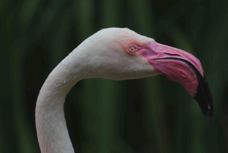 Greater Flamingo 7665