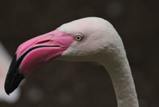 Greater Flamingo 7697