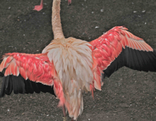 Greater Flamingo 7710