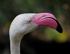 Greater Flamingo 7711