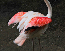 Greater Flamingo 7726
