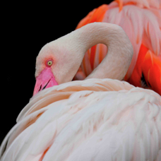 Greater Flamingo 7662