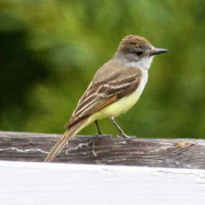Ash-throated Flycatcher 8625