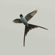 Flycatcher Fork-tailed 5018