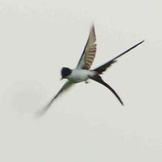Flycatcher Fork-tailed 5053