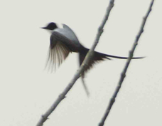 Flycatcher Fork-tailed 4999