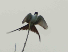 Flycatcher Fork-tailed 5004