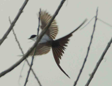 Flycatcher Fork-tailed 5006