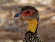 Spurfowl Yellow-necked 3232