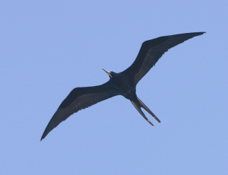 Frigatebird male-86