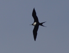 Lesser Frigatebird 3148