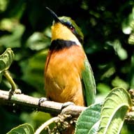 Bee-eater Cinnamon-chested 192