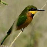 Bee-eater Little 192