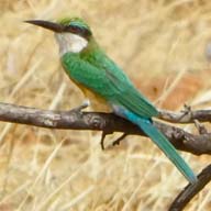 Bee-eater Somali 192