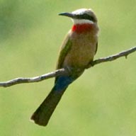 Bee-eater White-fronted 192