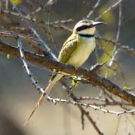 Bee-eater White-throated 192