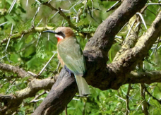 Bee-eater White-fronted 1137