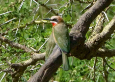Bee-eater White-fronted 1143