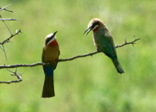 Bee-eater White-fronted 1129