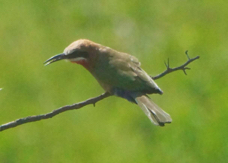 Bee-eater White-fronted 1136