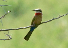 Bee-eater White-fronted 1128