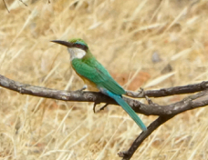 Bee-eater Somali 44132