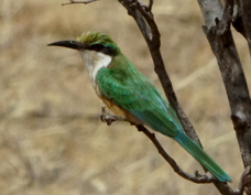 Bee-eater Somali 4313