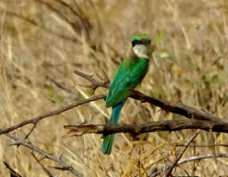 Bee-eater Somali 3227