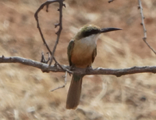 Bee-eater Somali 4195