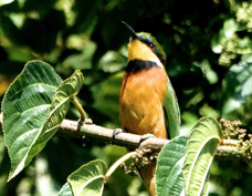 Bee-eater Cinnamon-chested 1437
