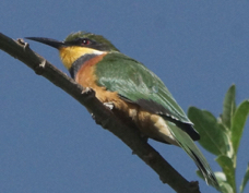 Bee-eater Cinnamon-chested 1478