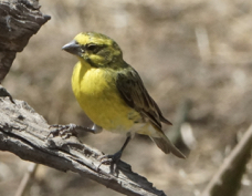 Canary White-bellied male 9380