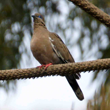 West Peruvian Dove 0234