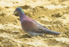 Pale-vented Pigeon-108
