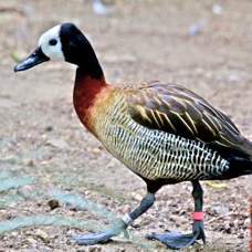 White-faced Whistling Duck 0741