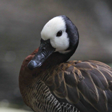 White-faced Whistling Duck 7809