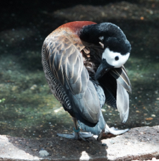 White-faced Whistling Duck-376