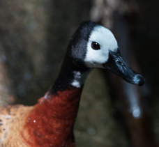 White-faced Whistling Duck-448