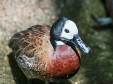 White-faced Whistling Duck-454