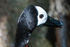 White-faced Whistling Duck-470