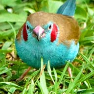 Cordon-bleu Red-cheeked Male 192