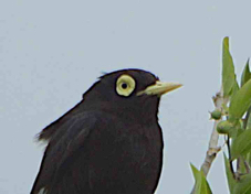 Spectacled Tyrant 8586
